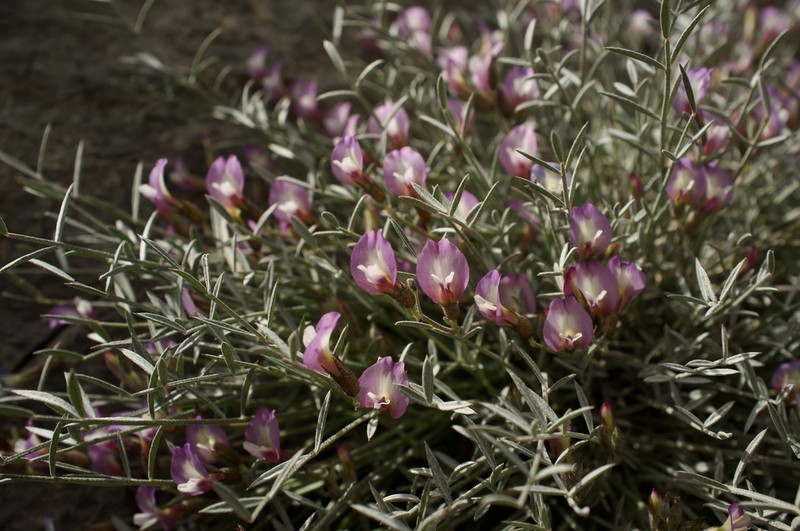 Panamint Milkvetch photo 2