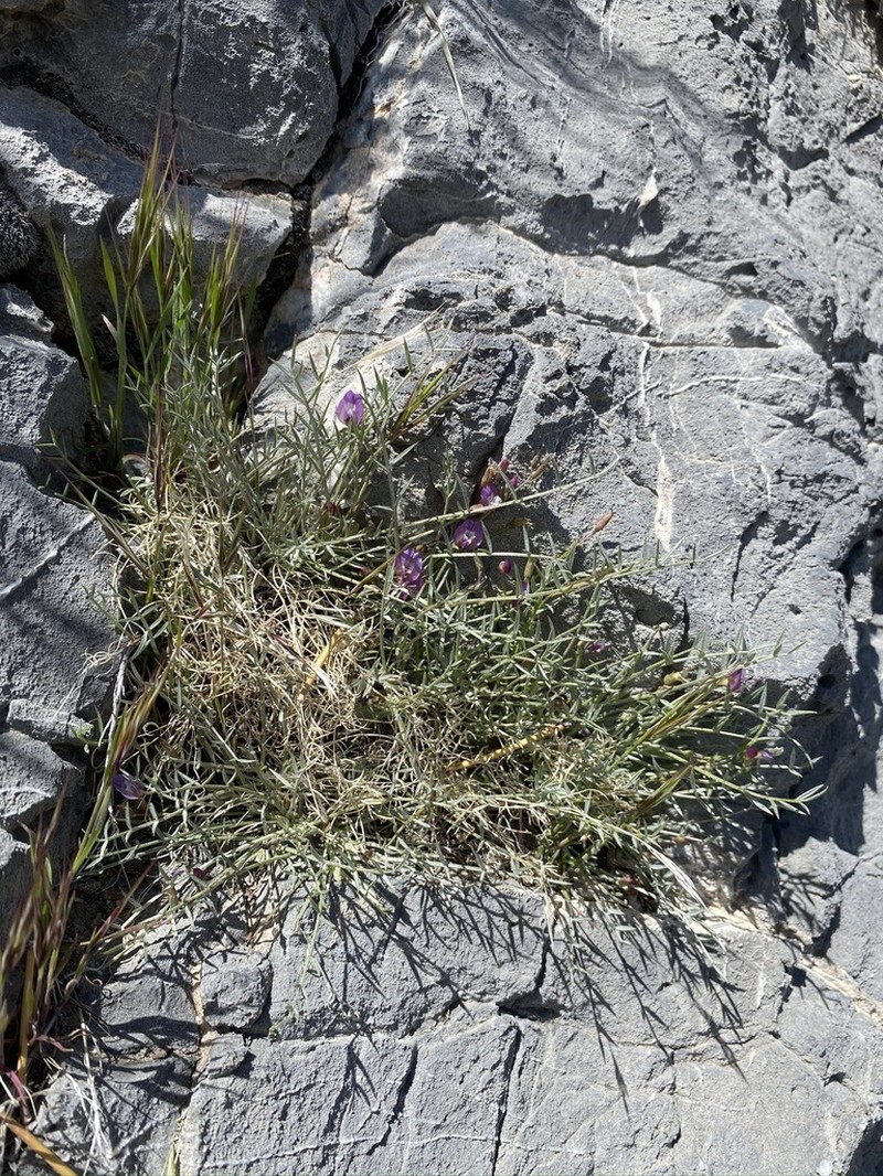 Panamint Milkvetch photo 3