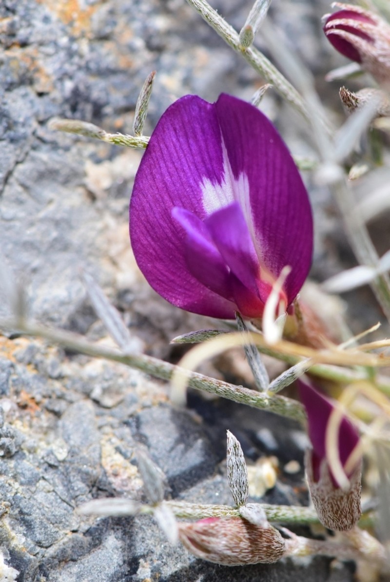 Panamint Milkvetch photo 4