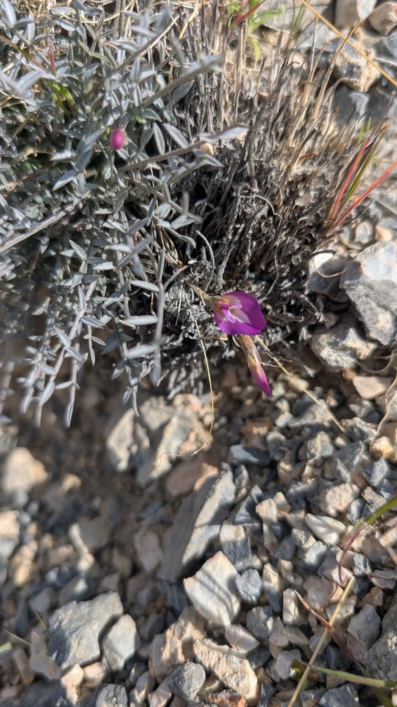 Panamint Milkvetch photo 5