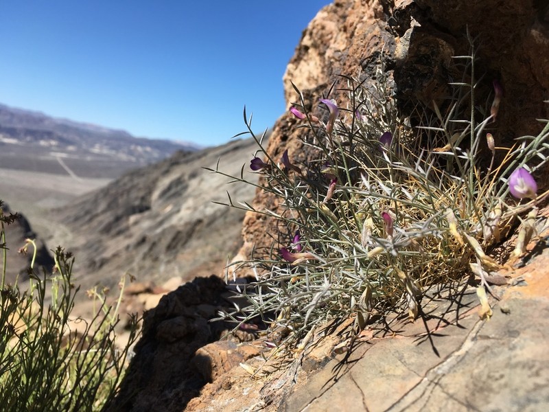 Panamint Milkvetch photo 6