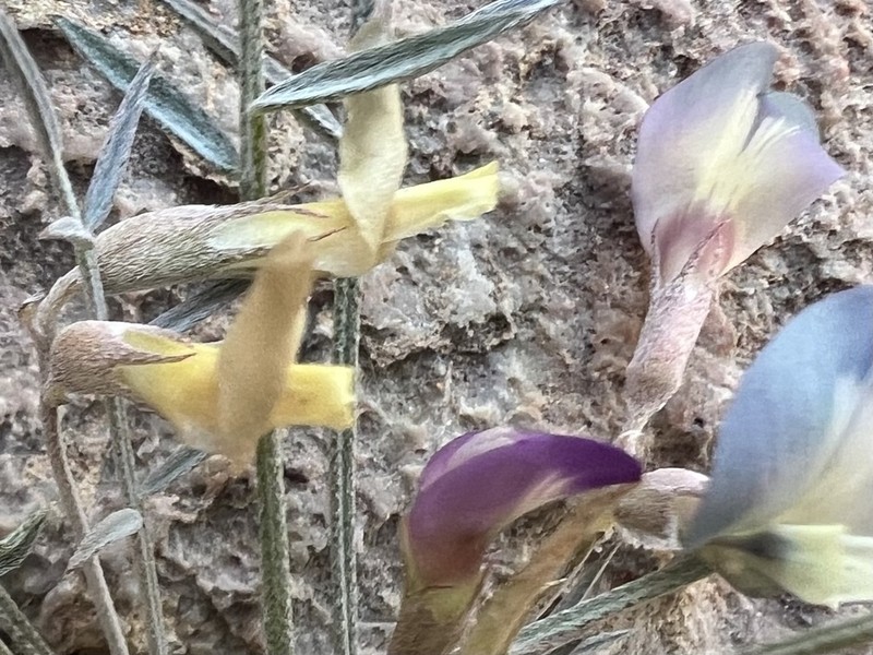 Panamint Milkvetch photo 7