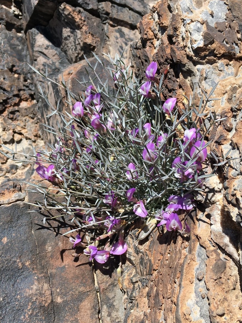 Panamint Milkvetch photo 8