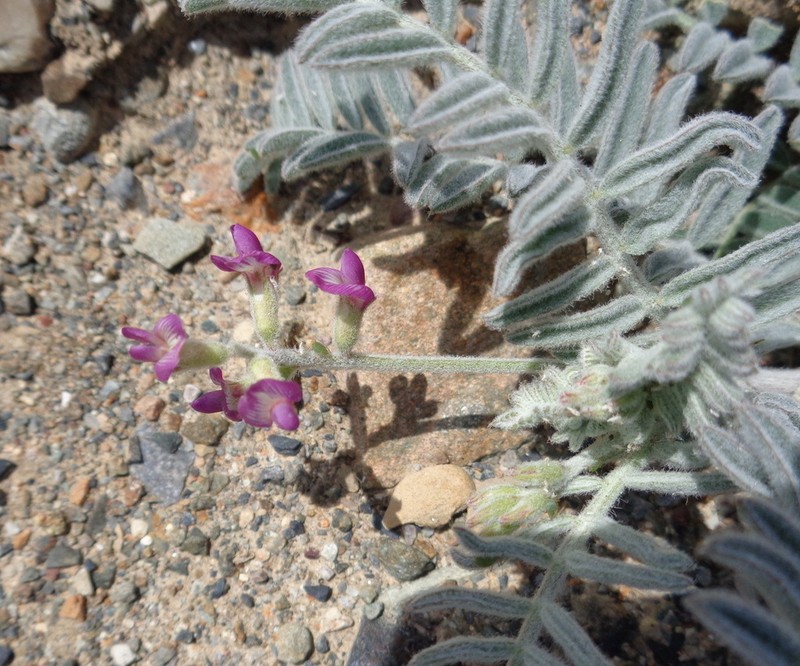 Astragalus paposanus
