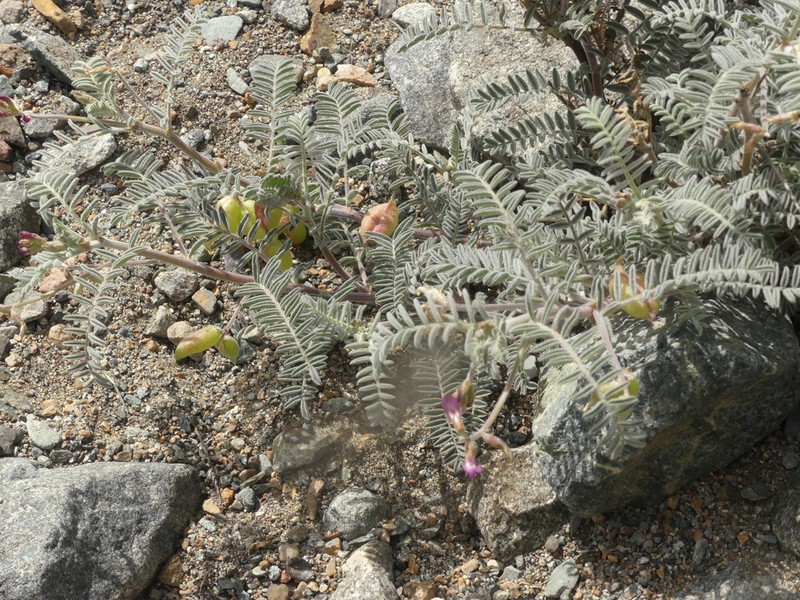 Astragalus paposanus photo 2