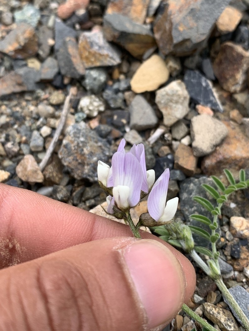 Astragalus paposanus photo 4