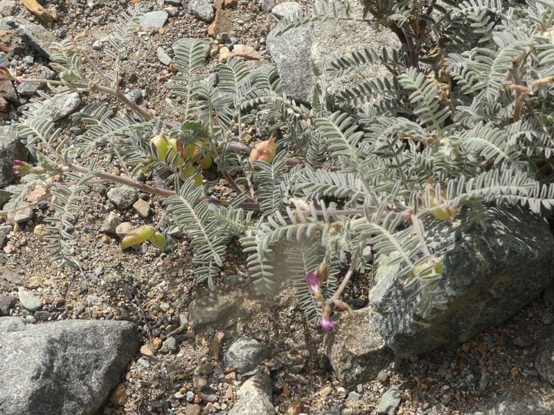 Astragalus paposanus photo 5