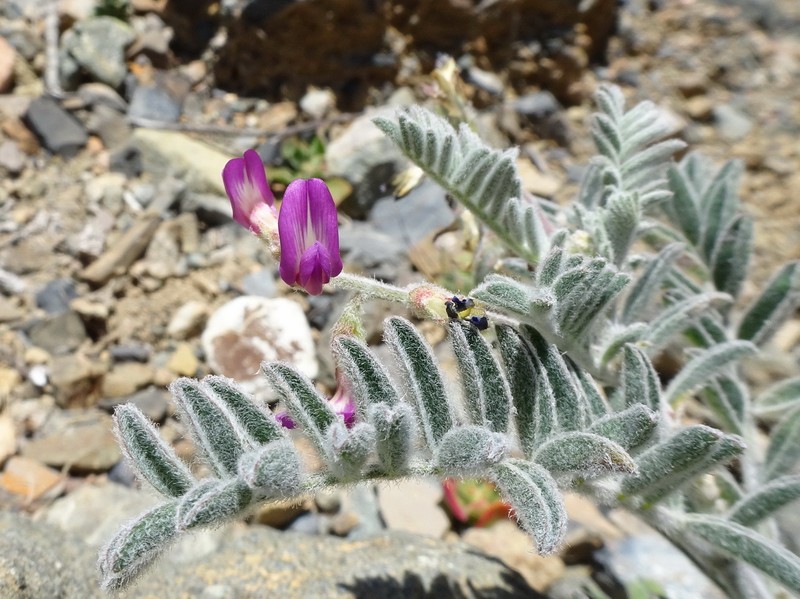 Astragalus paposanus photo 6