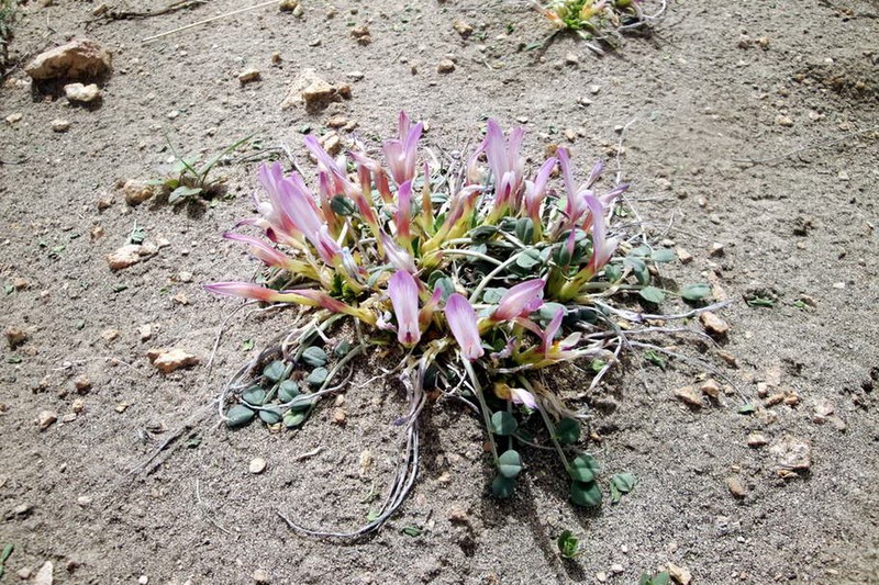 Astragalus paradoxus
