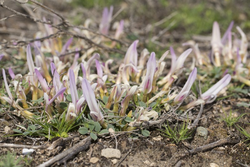 Astragalus paradoxus photo 2