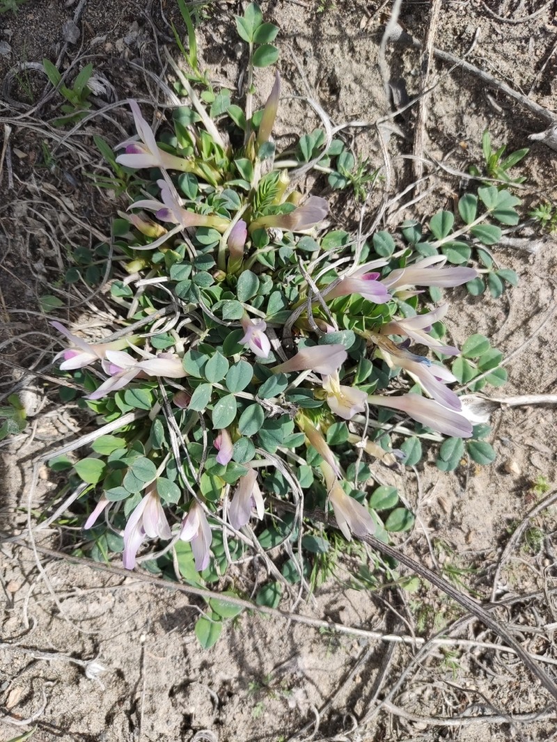 Astragalus paradoxus photo 3