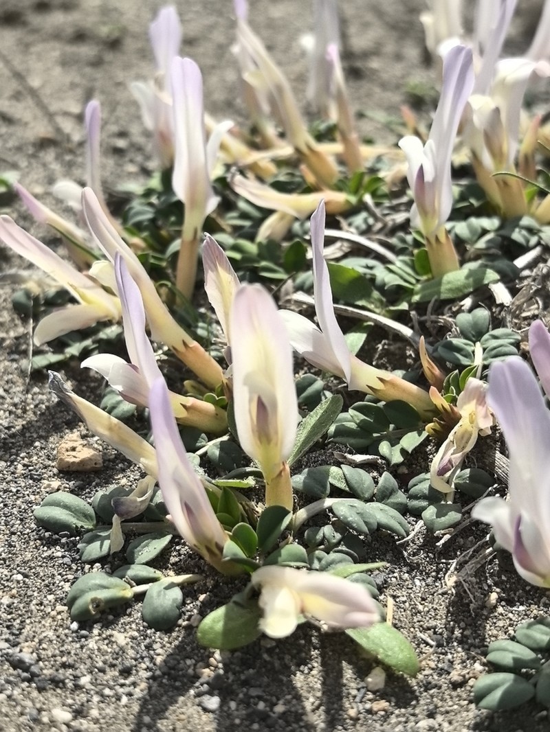 Astragalus paradoxus photo 4