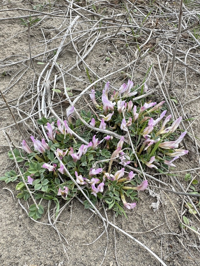 Astragalus paradoxus photo 5
