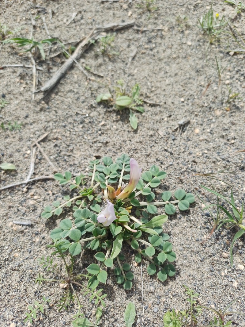Astragalus paradoxus photo 7