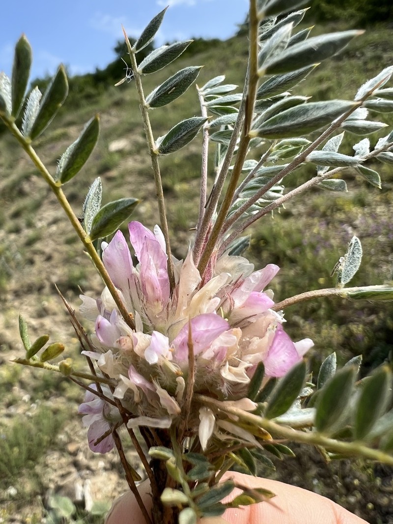 Astragalus paralipomenus