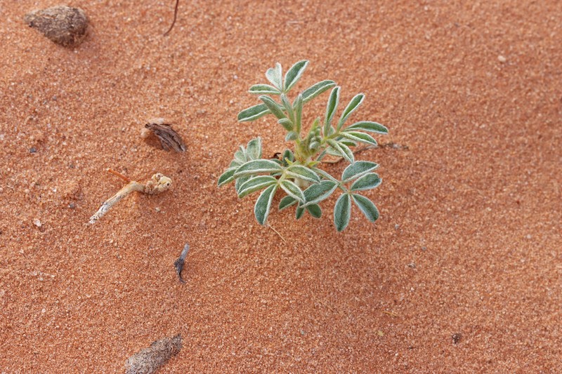 Panther Milkvetch photo 2