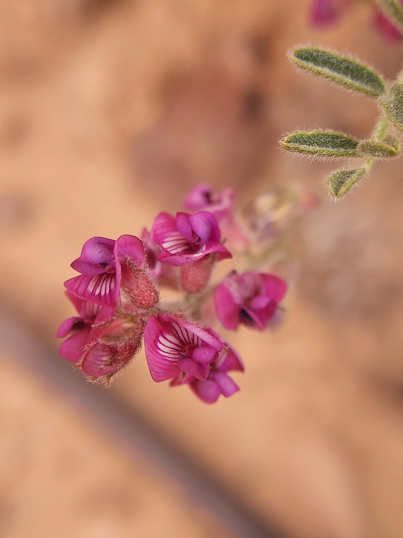 Panther Milkvetch photo 4