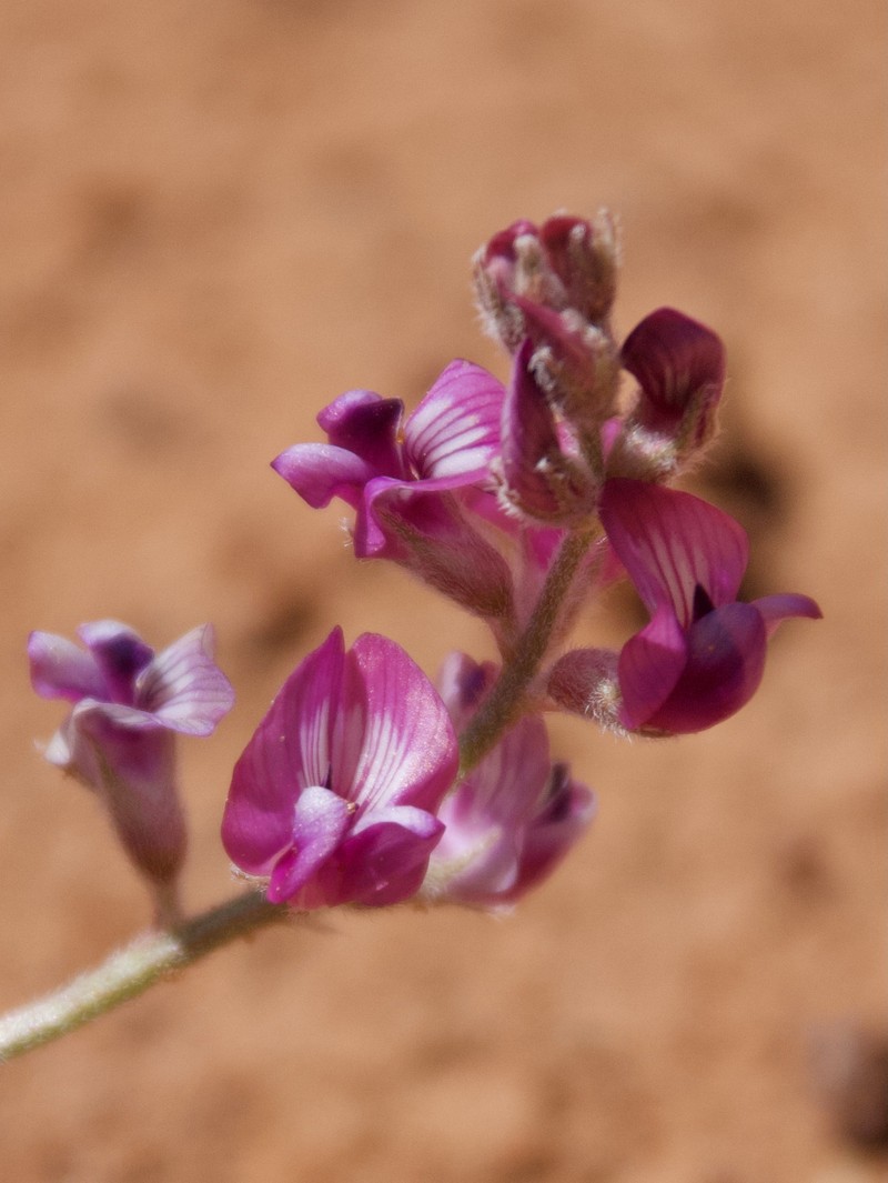Panther Milkvetch photo 5