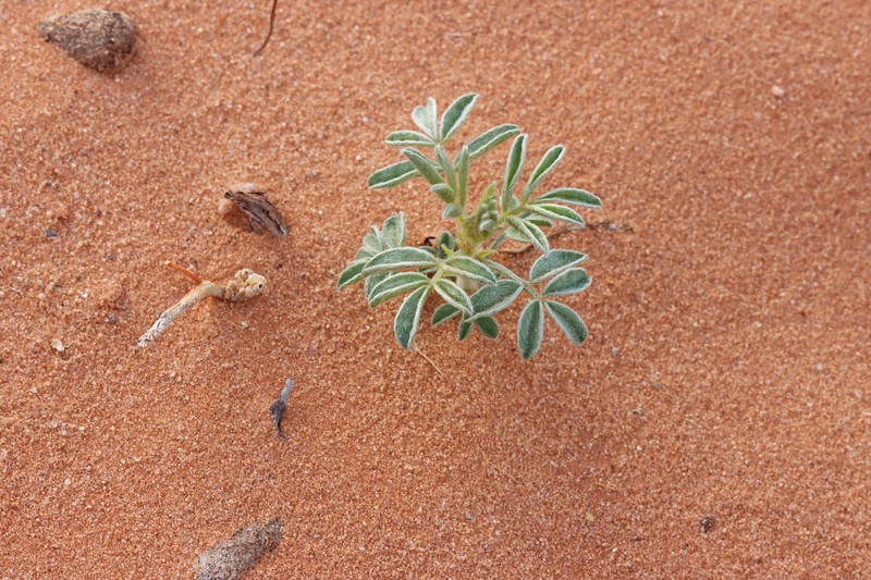 Panther Milkvetch photo 6