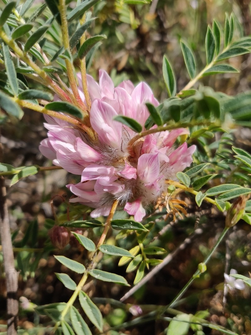 Astragalus parnassi