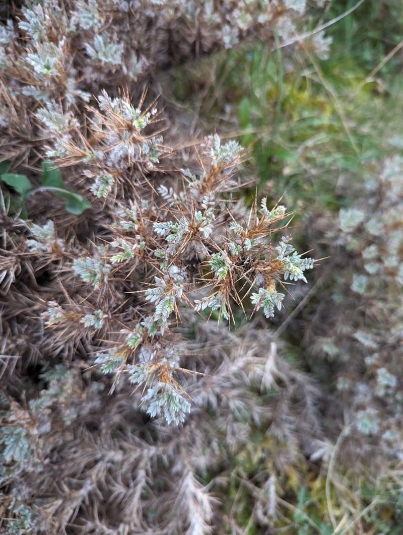 Astragalus parnassi photo 3