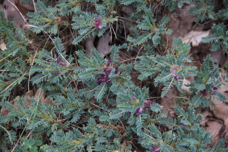 Astragalus parnassi photo 4