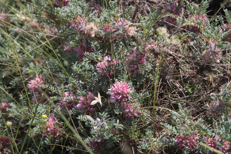 Astragalus parnassi photo 5