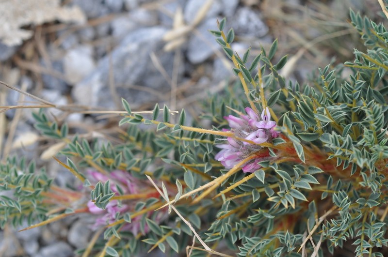 Astragalus parnassi photo 6