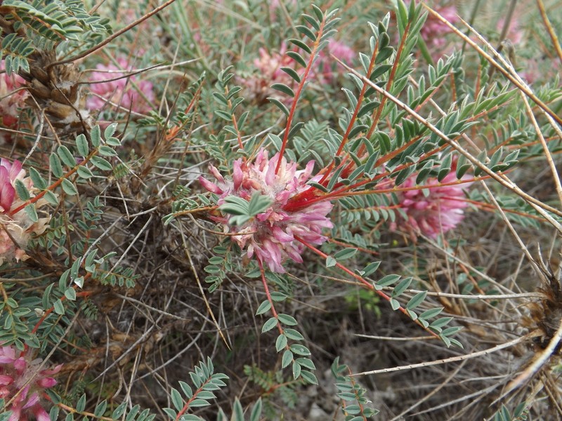Astragalus parnassi photo 7
