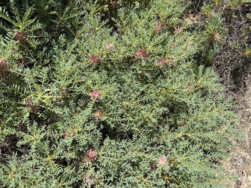 Astragalus parnassi photo 8