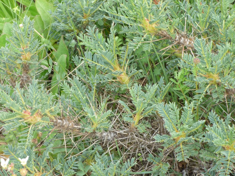 Astragalus parnassi subsp. calabricus