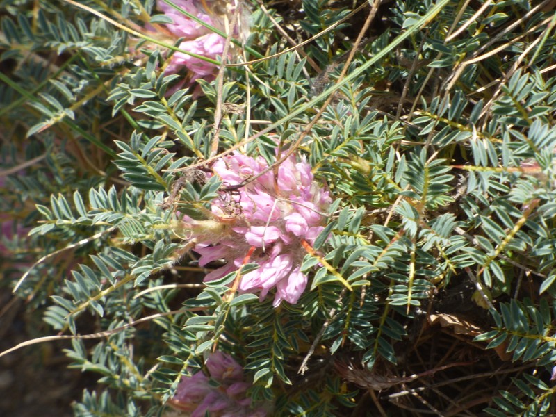 Astragalus parnassi subsp. calabricus photo 2