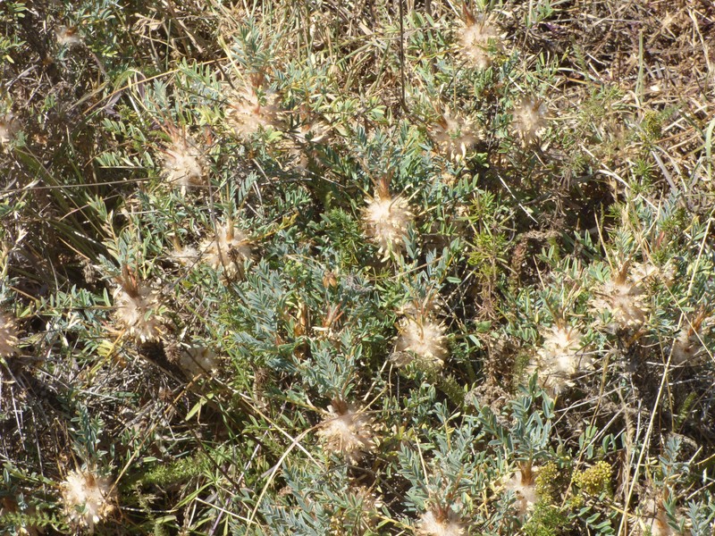 Astragalus parnassi subsp. calabricus photo 3