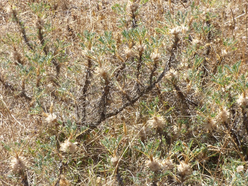 Astragalus parnassi subsp. calabricus photo 4