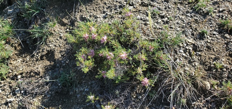 Astragalus parnassi subsp. parnassi