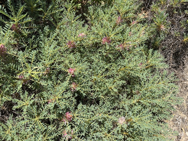 Astragalus parnassi subsp. parnassi photo 2
