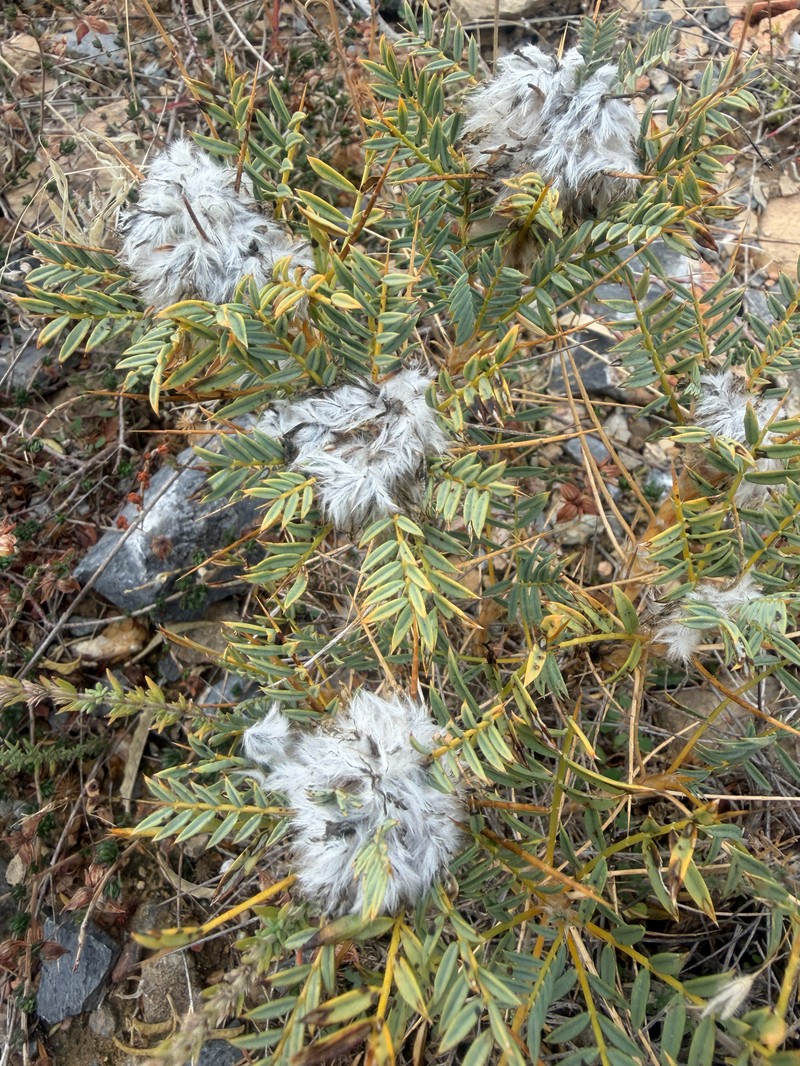 Astragalus parnassi subsp. parnassi photo 3