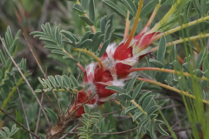 Astragalus parnassi subsp. parnassi photo 4