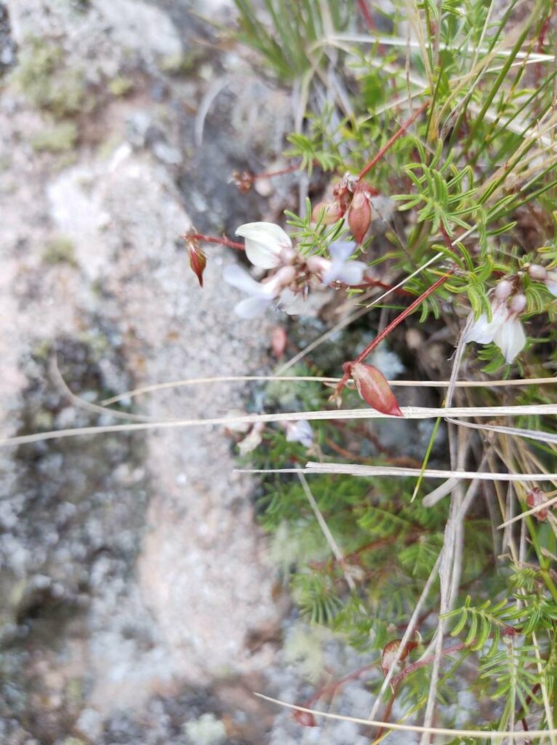 Astragalus parodii