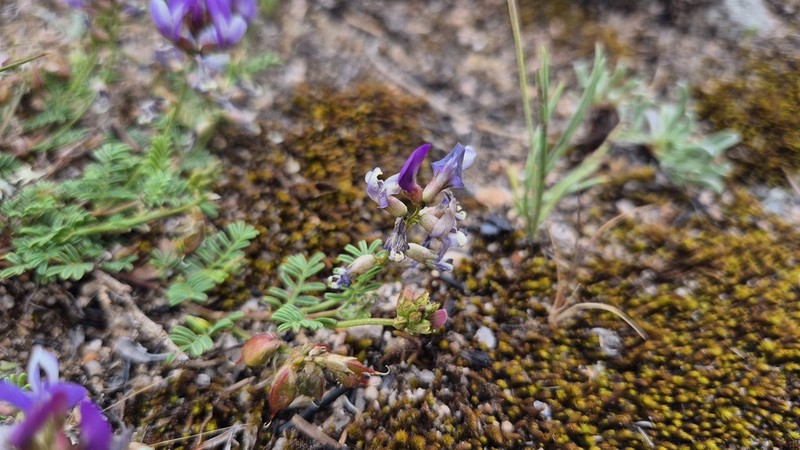 Astragalus parodii photo 2