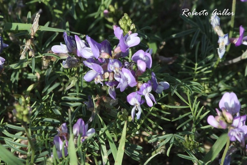 Astragalus parodii photo 3
