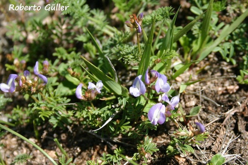 Astragalus parodii photo 4