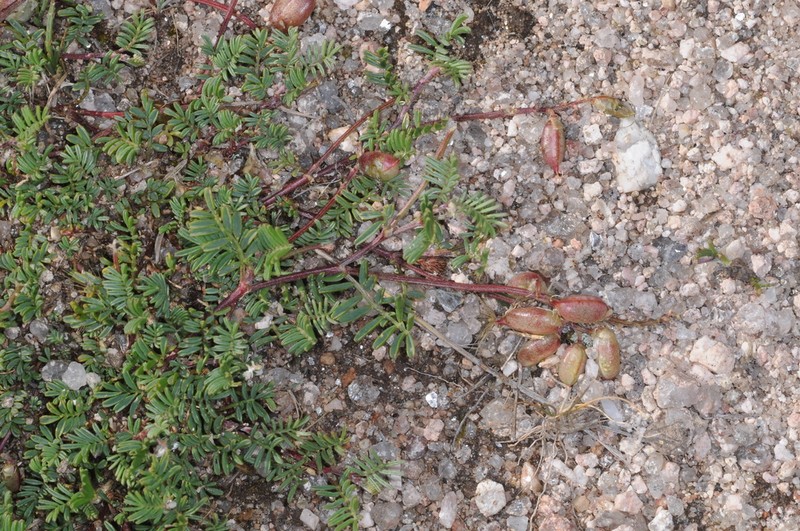Astragalus parodii photo 5