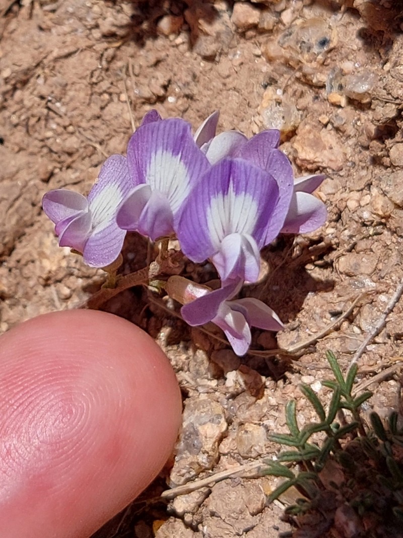 Astragalus parodii photo 6