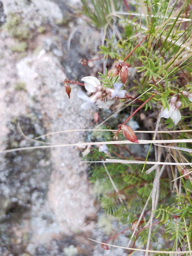 Astragalus parodii photo 7