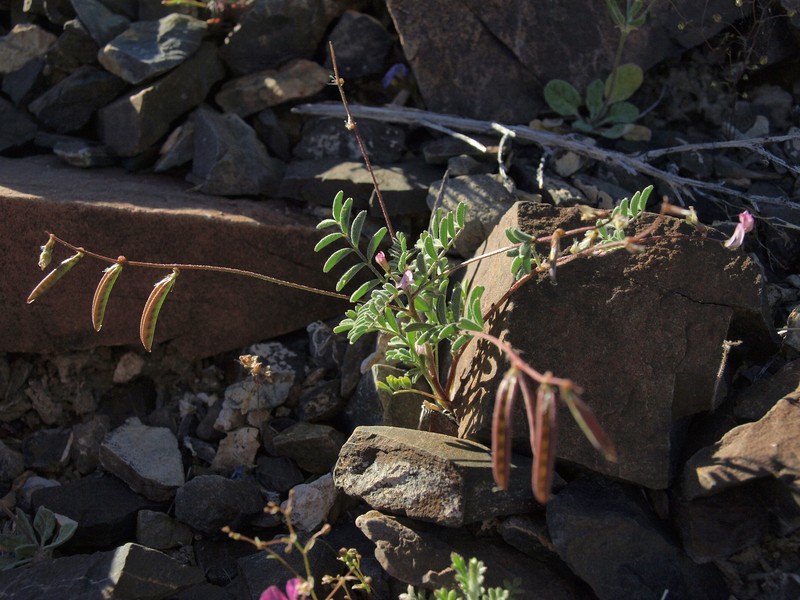 Parry's Milkvetch