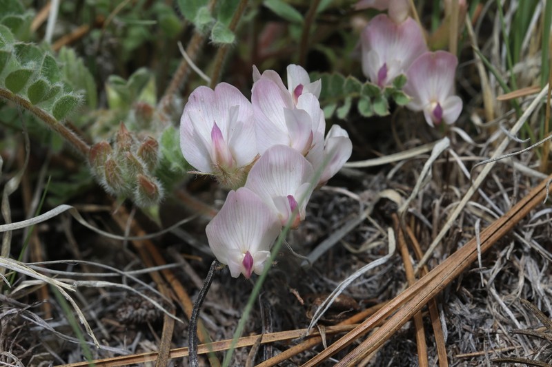 Parry's Milkvetch