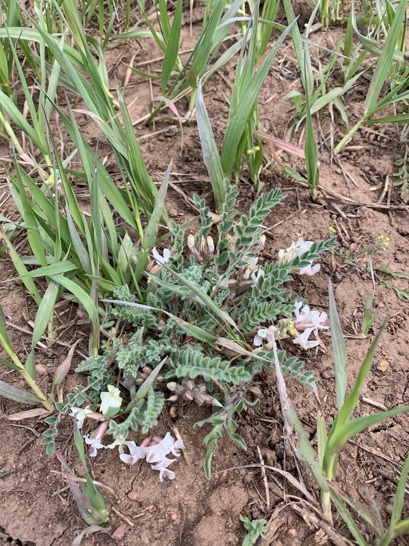 Parry's Milkvetch photo 2