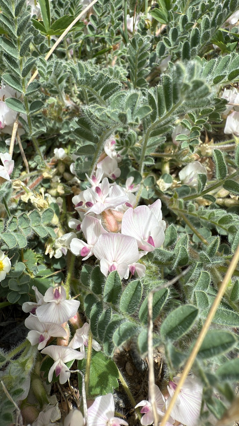 Parry's Milkvetch photo 3