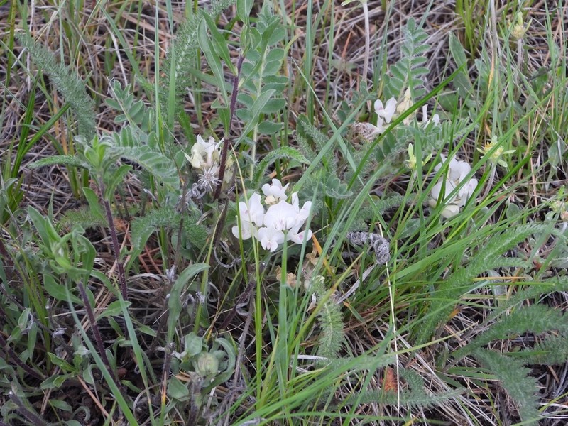 Parry's Milkvetch photo 4